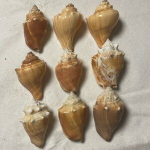 Set of Natural Sea Shells
